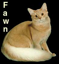 fawn